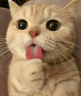 test 1 - Image 0