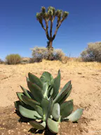 Desert Land Space - Image 26