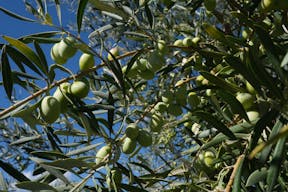 Rustic Sicilian olive farm & historic barn venue - Image 22