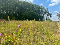 Décor/Lieu de tournage: Prairie - Image 8