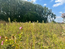 D�cor/Lieu de tournage: Prairie - Image 8