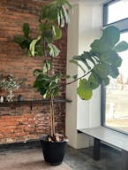 East LA Gem : Perfect for Pop Ups, Events and Performances - Image 5