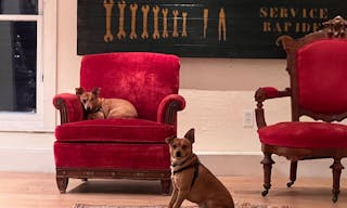 A modern retail space with attached garden and garden office - Image 4