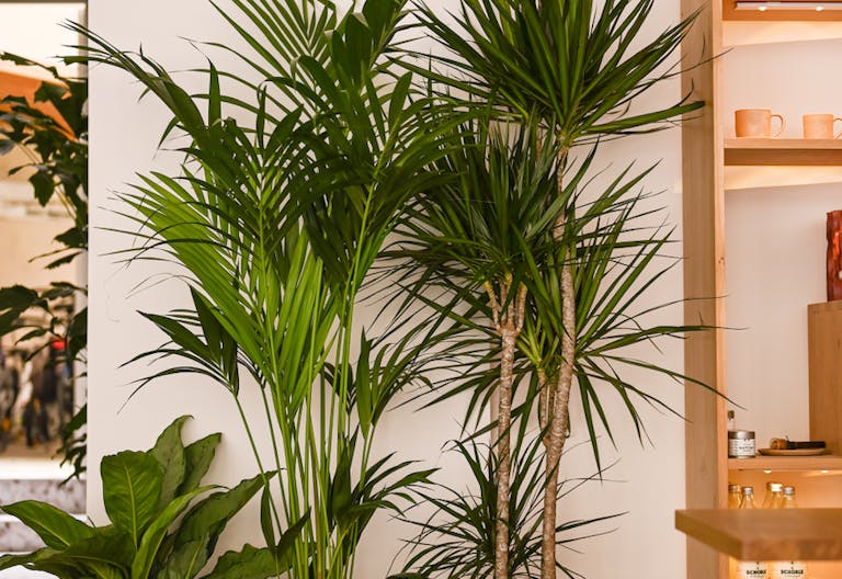 Espace événementiel : coffee shop d'architectes au coeur du 8ème ! - Image 1