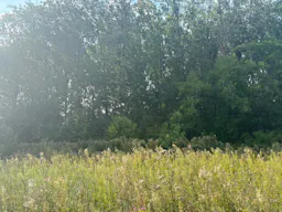 Décor/Lieu de tournage: Prairie - Image 9