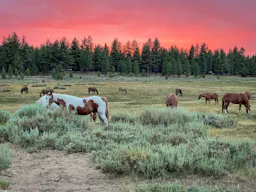 Holcomb Valley Ranch, Southern California Mountains - Image 10