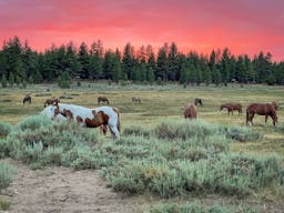 Holcomb Valley Ranch, Southern California Mountains - Image 10