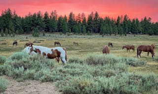 Holcomb Valley Ranch, Southern California Mountains - Image 10