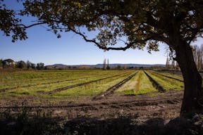 Le Domaine de la Myrtille en Provence - Image 8