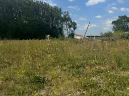 Décor/Lieu de tournage: Prairie - Image 7
