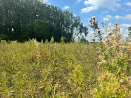 Décor/Lieu de tournage: Prairie - Image 6