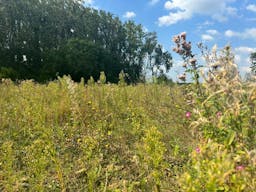 D�cor/Lieu de tournage: Prairie - Image 6