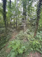 Décor/Lieu de tournage: Forêt Privée - Image 12